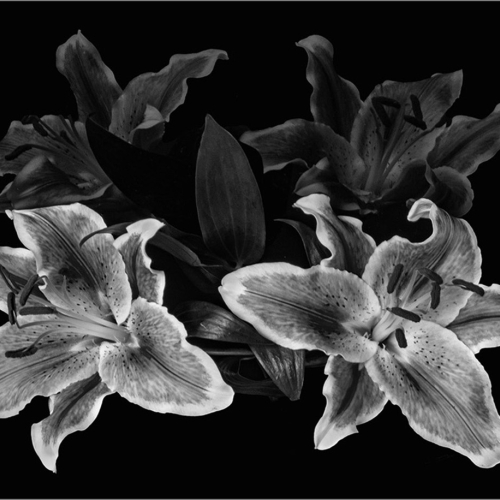 Honour Award Kathy Heykoop Lilies Reflection