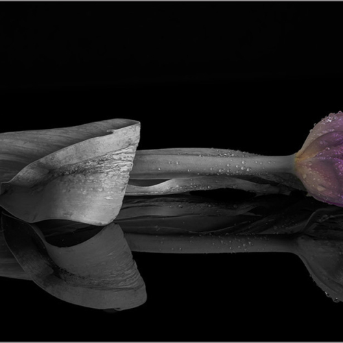 Honour Award Kathy Heykoop Pink Tulip