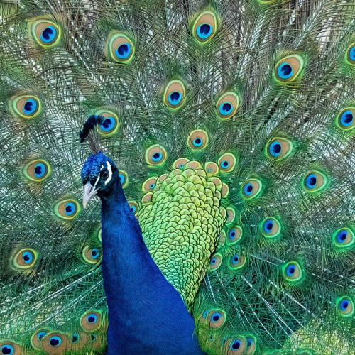 Honour Award Langley Camera Club Michele Broadfoot Dazzling Display