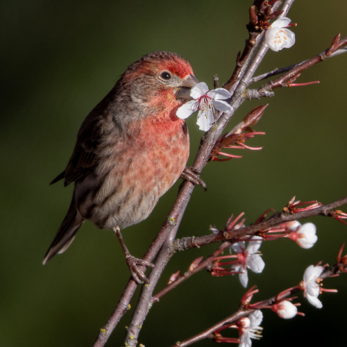 Honour Award Leah Gray House Finch Enjoys Blossums