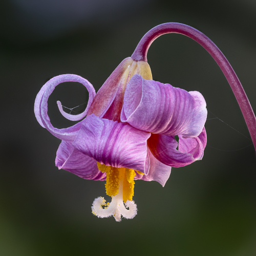 Honour Award Leah Gray Pink Fawn Lily