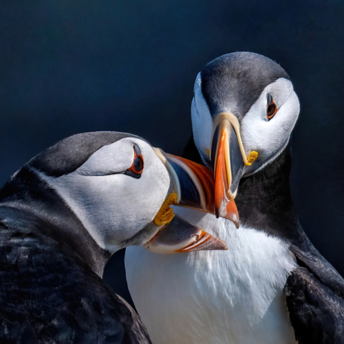 Honour Award Lesleyanne Ryan Puffins In Love