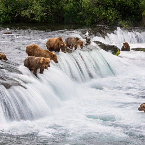 Honour Award Lions Gate Camera Club Andrew Pugh Bears At Brooks Falls