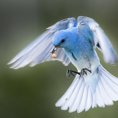 Honour Award Lions Gate Camera Club David Wingate Mountain Bluebird Approaching The Nest