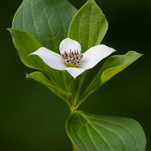 Honour Award Lions Gate Camera Club Martin Ross Dwarf Dogwood