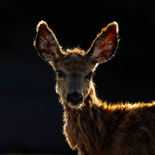 Honour Award Lions Gate Camera Club Roberta Olenick Mule Deer