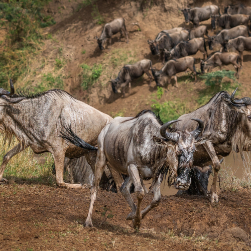 Honour Award London Camera Club Brent Chambers Wildebeest Migration Kenya