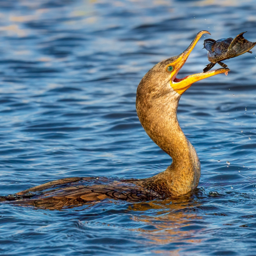 Honour Award London Camera Club Laurie Milne Cormorant With Fish