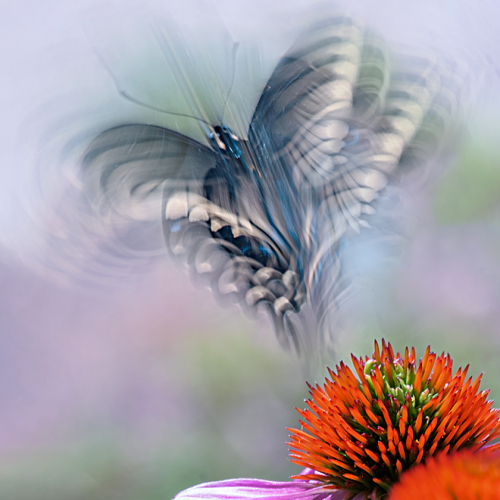 Honour Award Louie Luo Dancing Butterfly