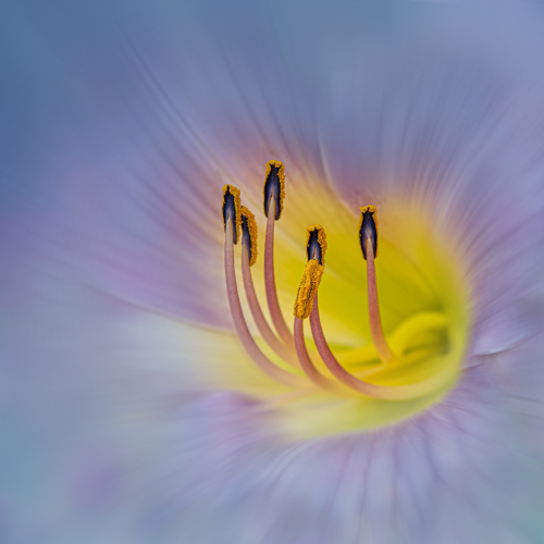 Honour Award Louie Luo Pastel Petals