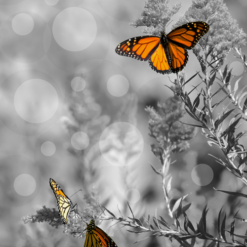Honour Award - Louise Janic - Monarch Butterfly