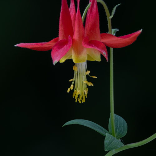 Honour Award Martin Ross Western Columbine
