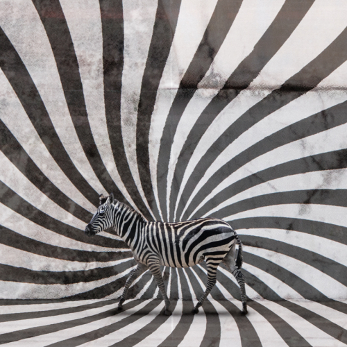Honour Award - Mary Chambers - Camouflage Facade