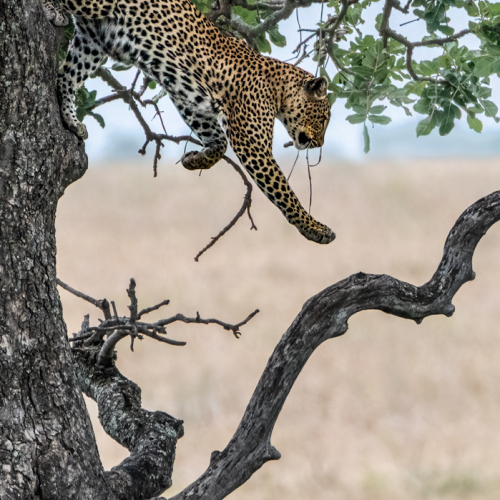 Honour Award Mary Chambers Leaping Leopard 