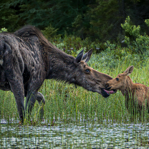 Honour Award Mary Chambers Moose And Calf