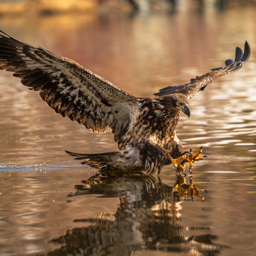 Honour Award Michael Winsor Talon Reflection