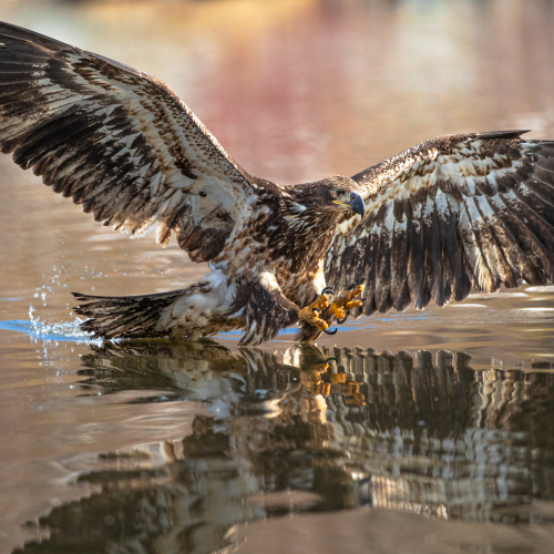 Honour Award Michael Winsor Bald Eagle Hunting