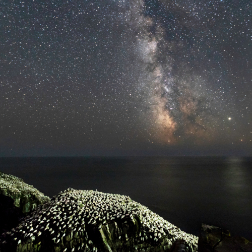 Honour Award Michael Winsor Northern Gannet Colony Under Milky Way