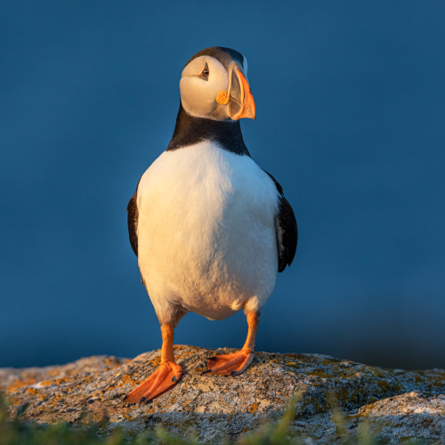 Honour Award Michael Winsor Puffin In Sunset