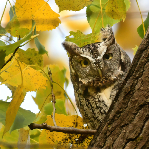 Honour Award Mike Streicher Eastern Screech Owl