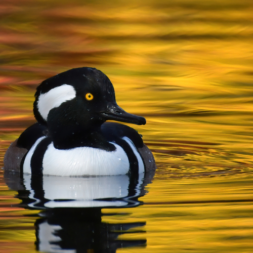 Honour Award Mike Streicher Hooded Merganser
