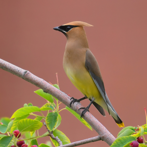 Honour Award Mike Streicher Waxwing Elegance