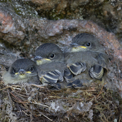 Honour Award Missy Mandel Camouflaged Eastern Phoebe Chicks