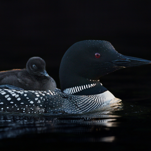 Honour Award Missy Mandel Common Loon And Chick
