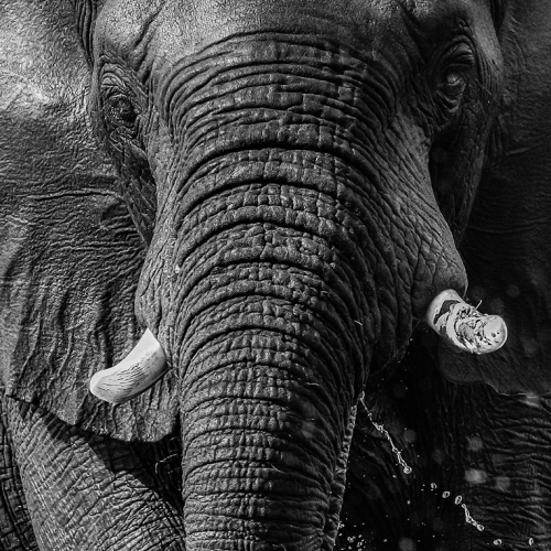 Honour Award Peter To African Elephant At Chobe