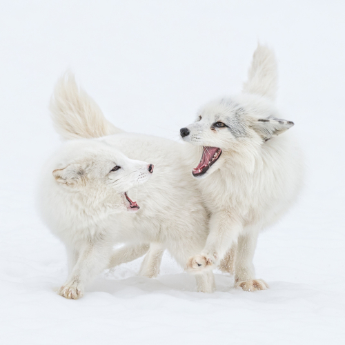 Honour Award RA Photo Club Of Ottawa Daniel Parent Arctic Fox