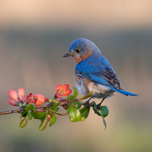 Honour Award Rachel Schneiderman Eastern Bluebird