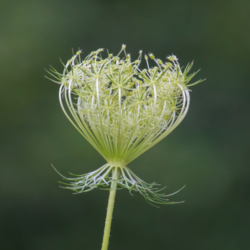 Honour Award Rachel Schneiderman Queen Annes Lace