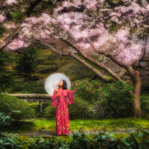 Honour Award - Randall Epp - Ephemeral Clouds of Sakura