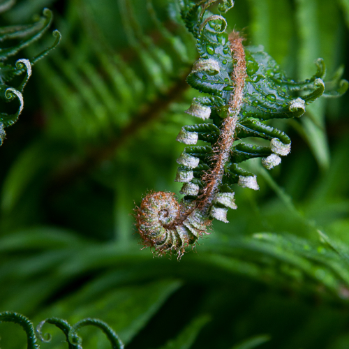 Honour Award Surrey Photography Club Natalie Coates Unfurling