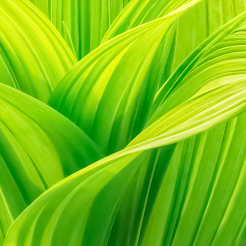 Honour Award Sylvia Rourke Hosta Curves And Lines