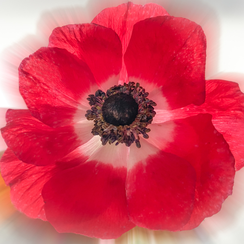 Honour Award Sylvia Rourke Anemone Poppy