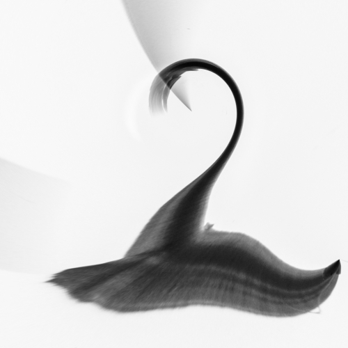 Honour Award Sylvia Rourke Black Swan