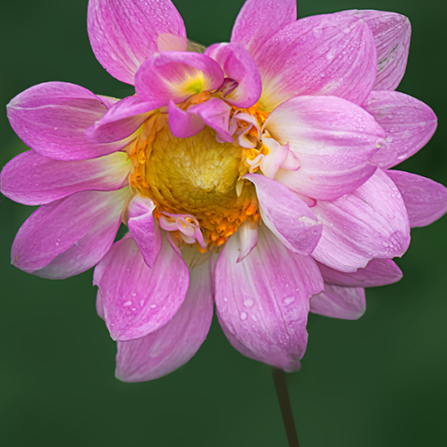 Honour Award Teresa Walker After A Gentle Rain