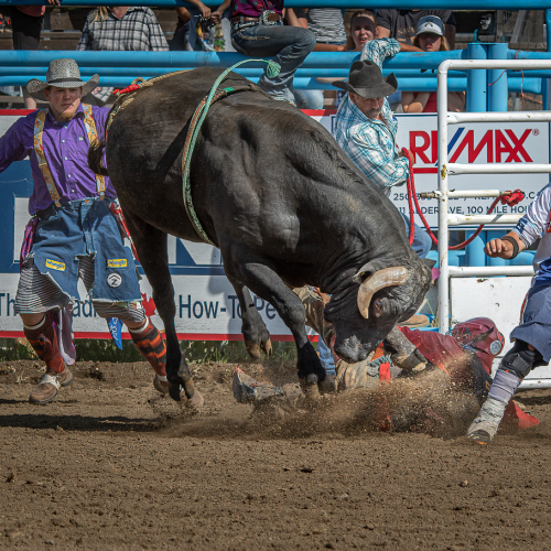 Honour Award Tony Roberts Bullrider Rescue
