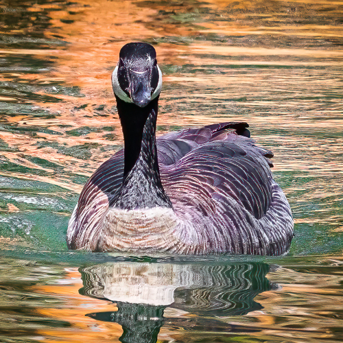 Honour Award Tony Roberts Canada Goose