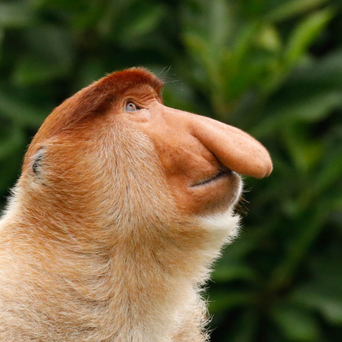 Honour Award Toronto Camera Club Barb McArthur Proboscis Monkey Profile