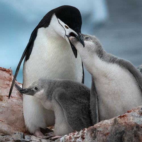Honour Award Toronto Camera Club Christopher Siou Chinstrap Feeding Young