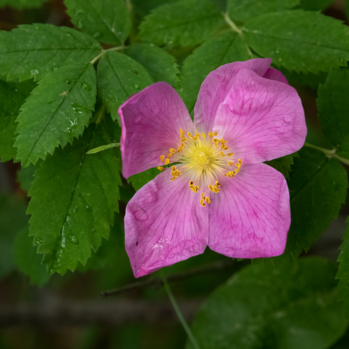Honour Award Toronto Camera Club Dror Orbach Wild Rose