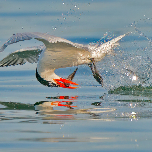 Honour Award Toronto Camera Club Katie Mak Tern Washing Fish