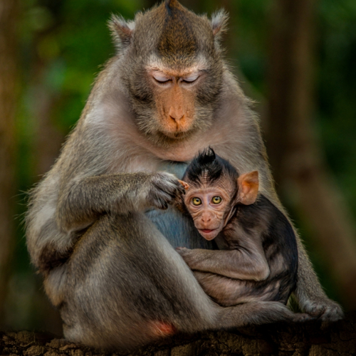 Honour Award Toronto Camera Club Shiree Jetha SNACK TIME FOR THE  CAMBODIAN MACAQUE