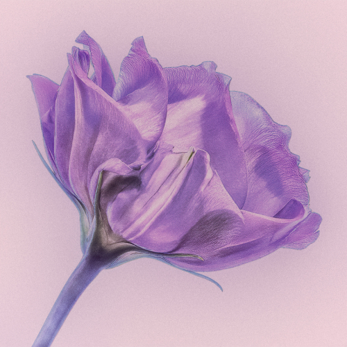 Honour Award Trillium Photographic Club Judy Boufford Prairie Rose On Film Grain 