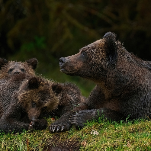 Honour Award William Bickle Playful But Intense
