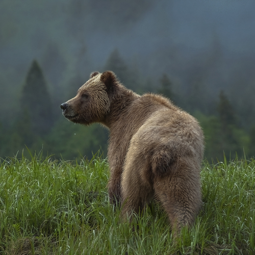 Honour Award William Bickle Blonde Grizzly