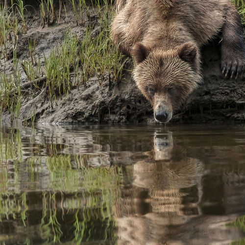 Honour Award William Bickle Grizzly Drinking
