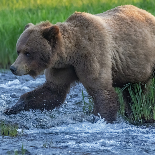 Honour Award William Bickle Grizzly Crossing The Stream